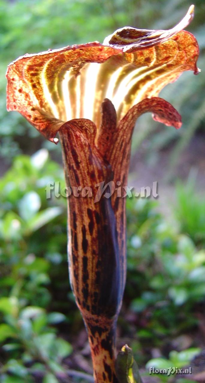 Arisaema nepenthoides HWJCM 113