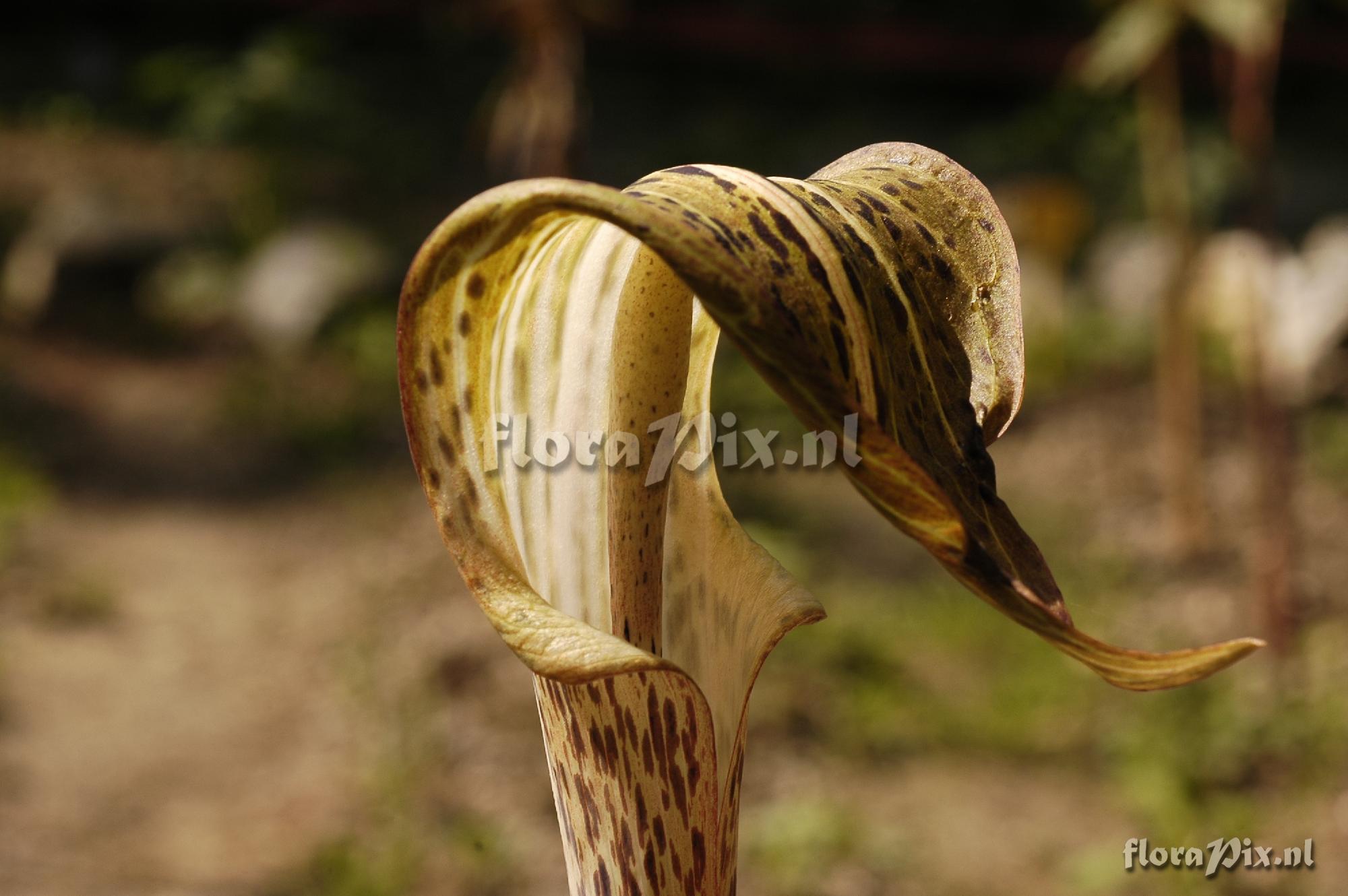 Arisaema Nepenthoides