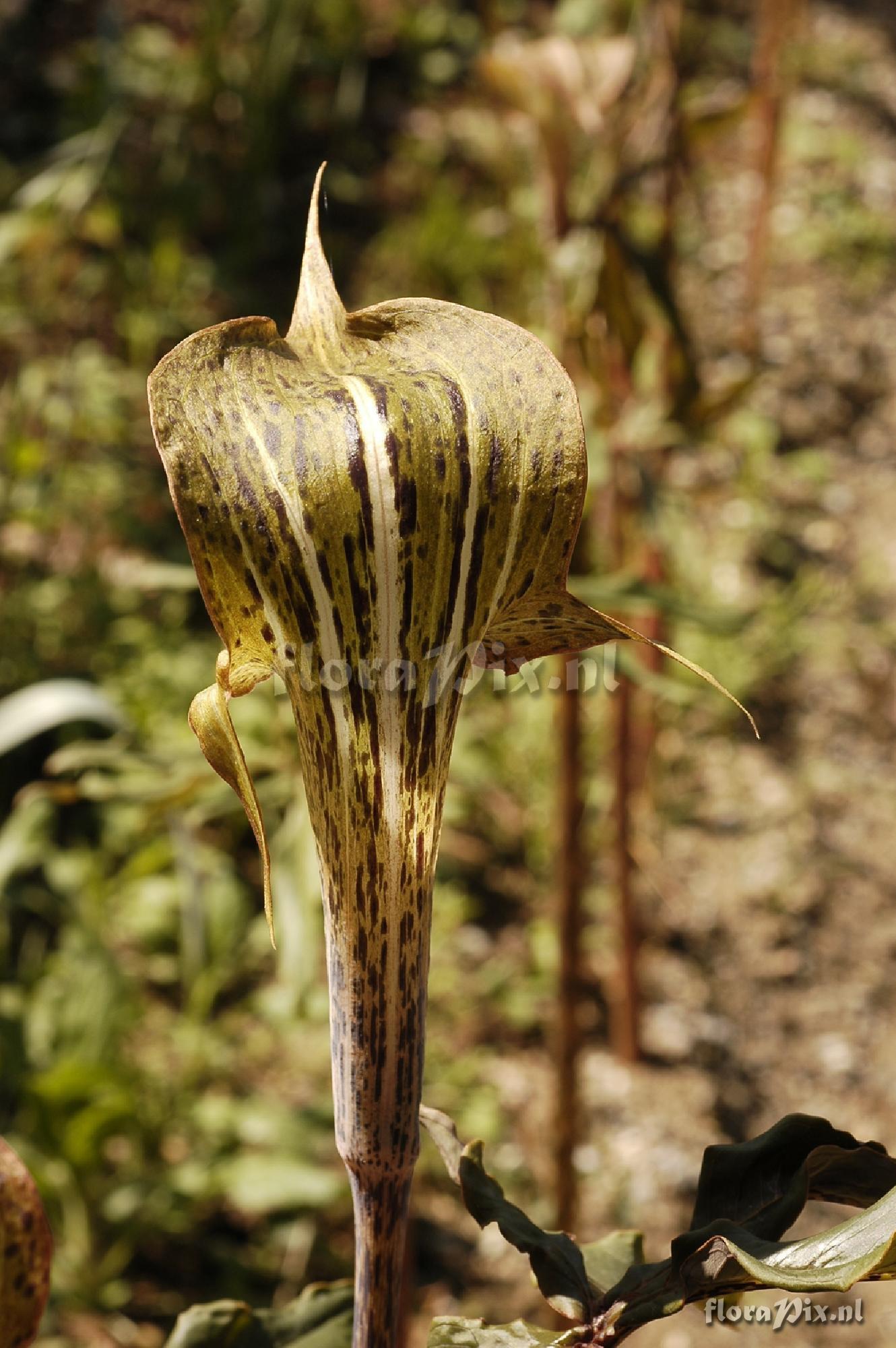 Arisaema Nepenthoides