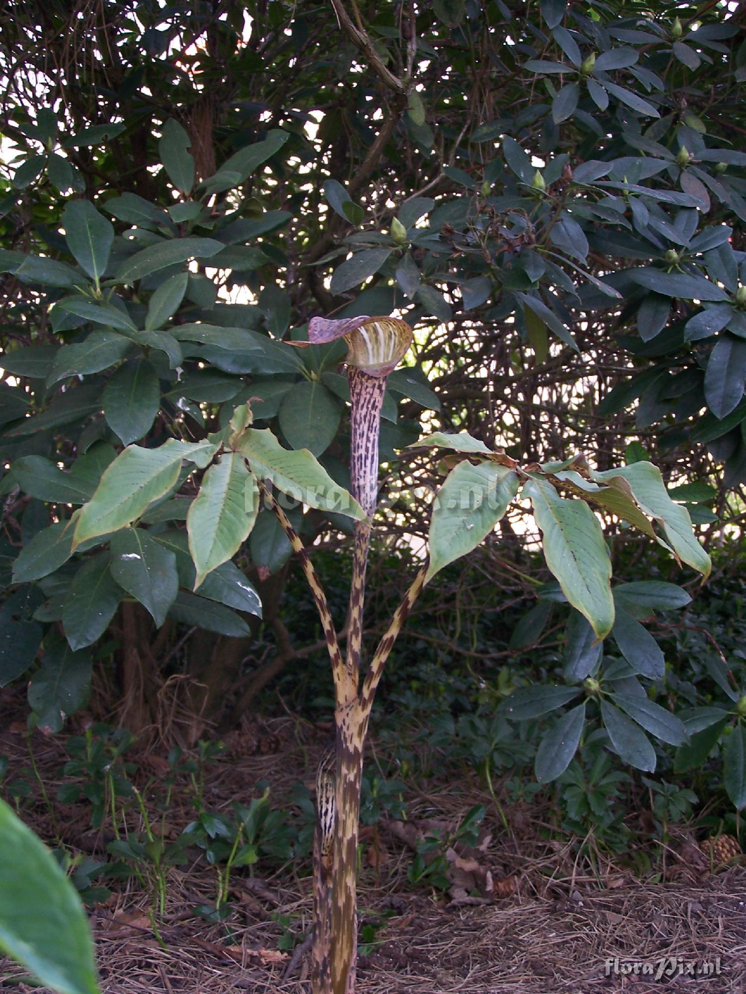 Arisaema nepenthoides