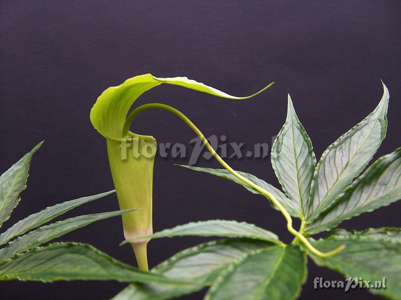 Arisaema negishii