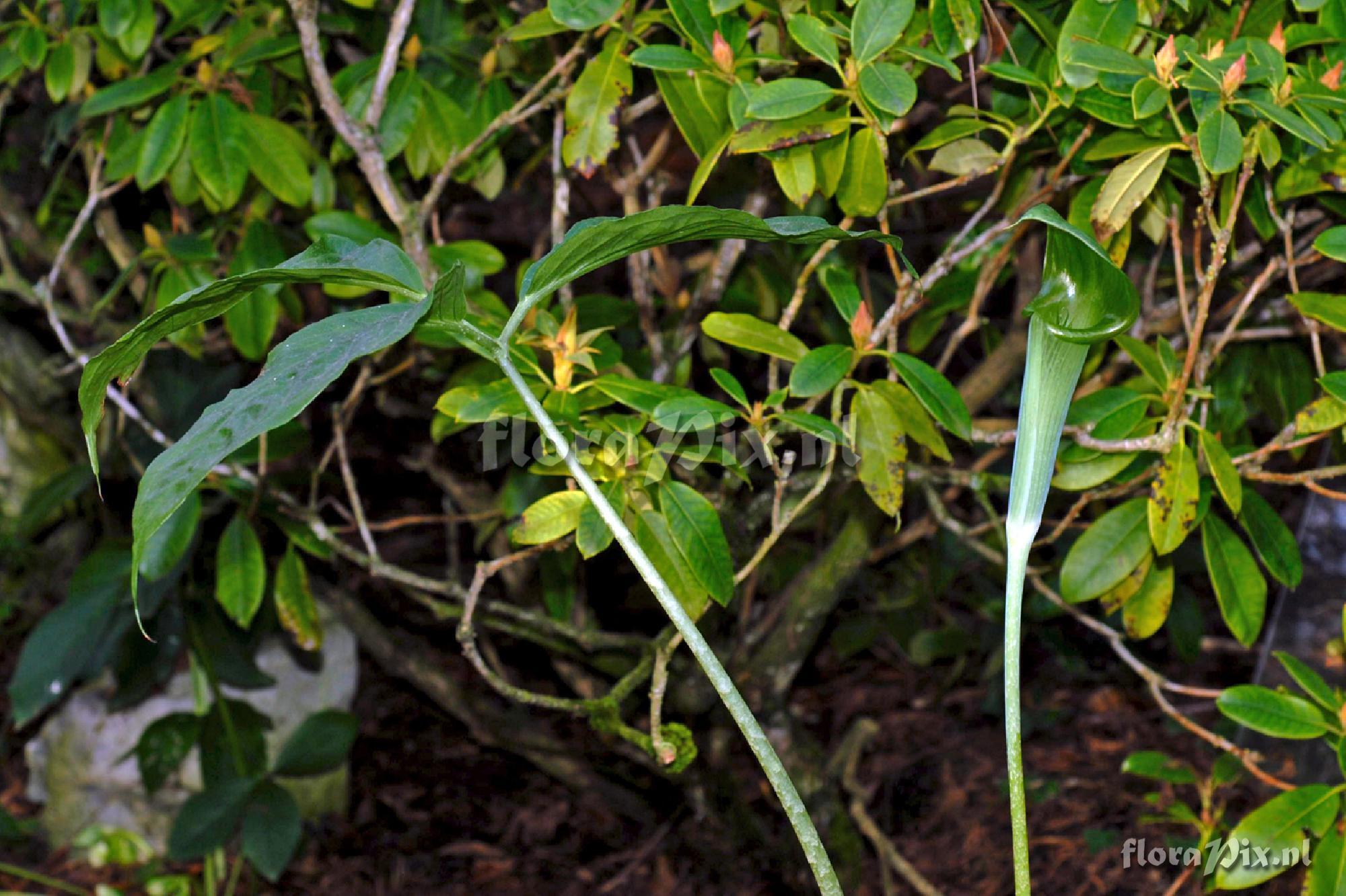 Arisaema omkoiense