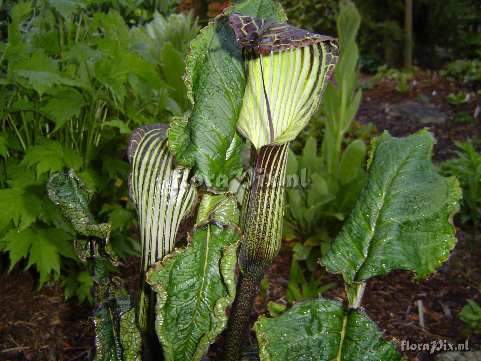 Arisaema propinguum