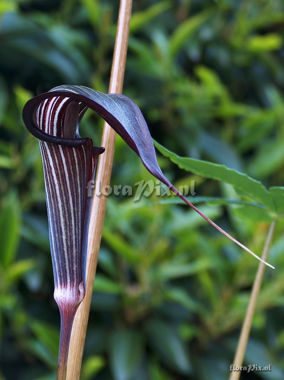 Arisaema polyphyllum