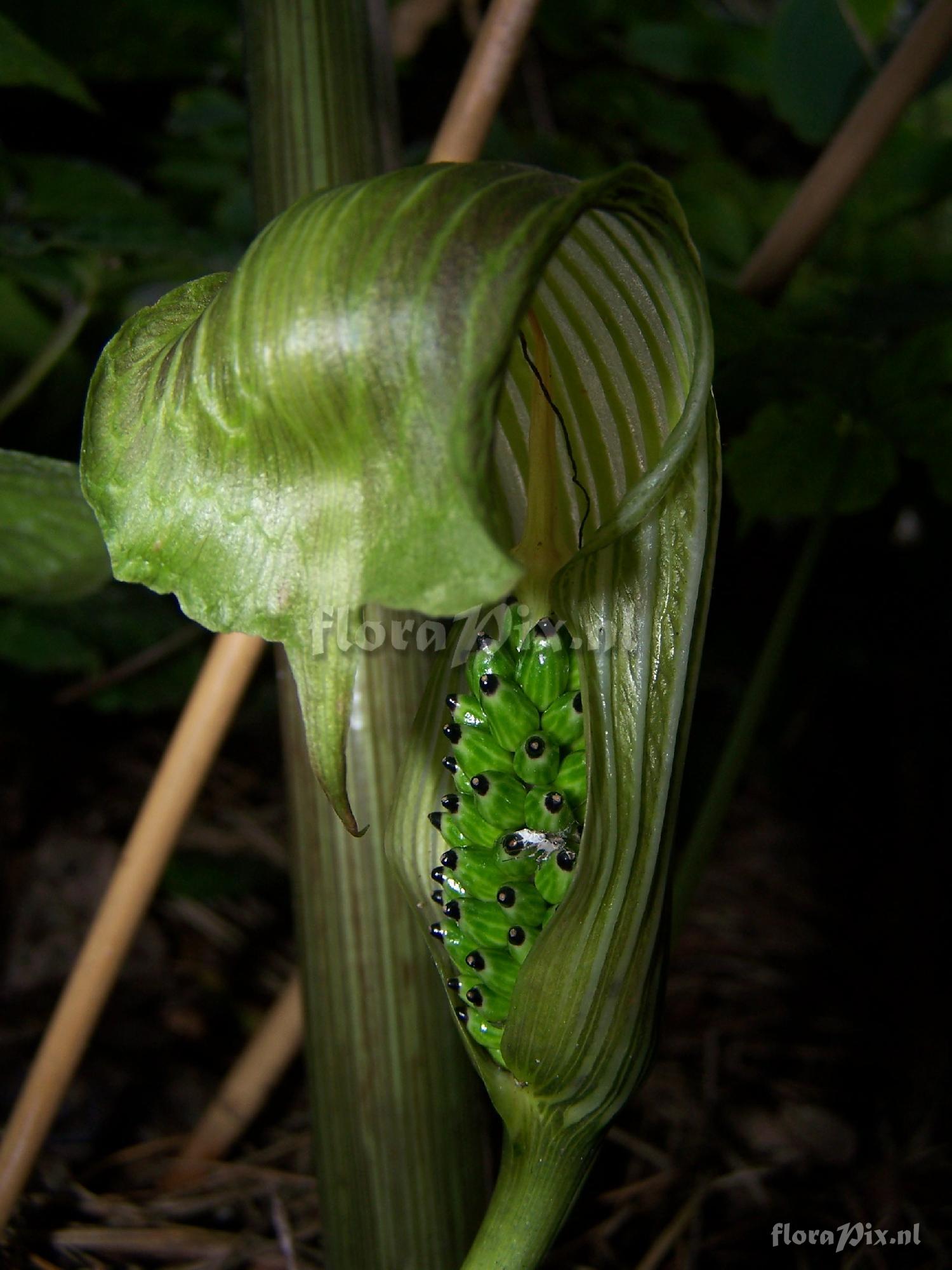 Arisaema propinquum