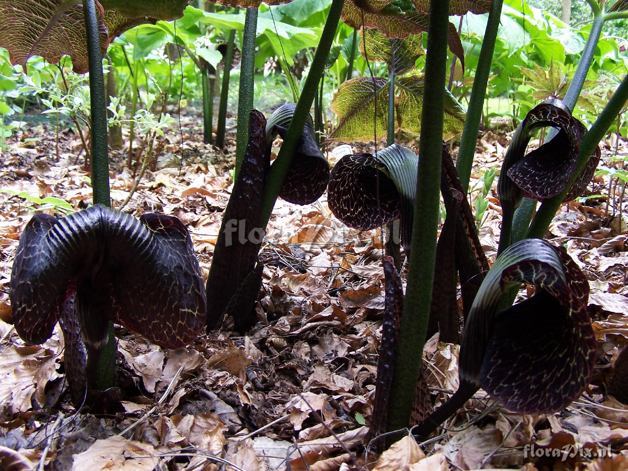 Arisaema griffithii dark form