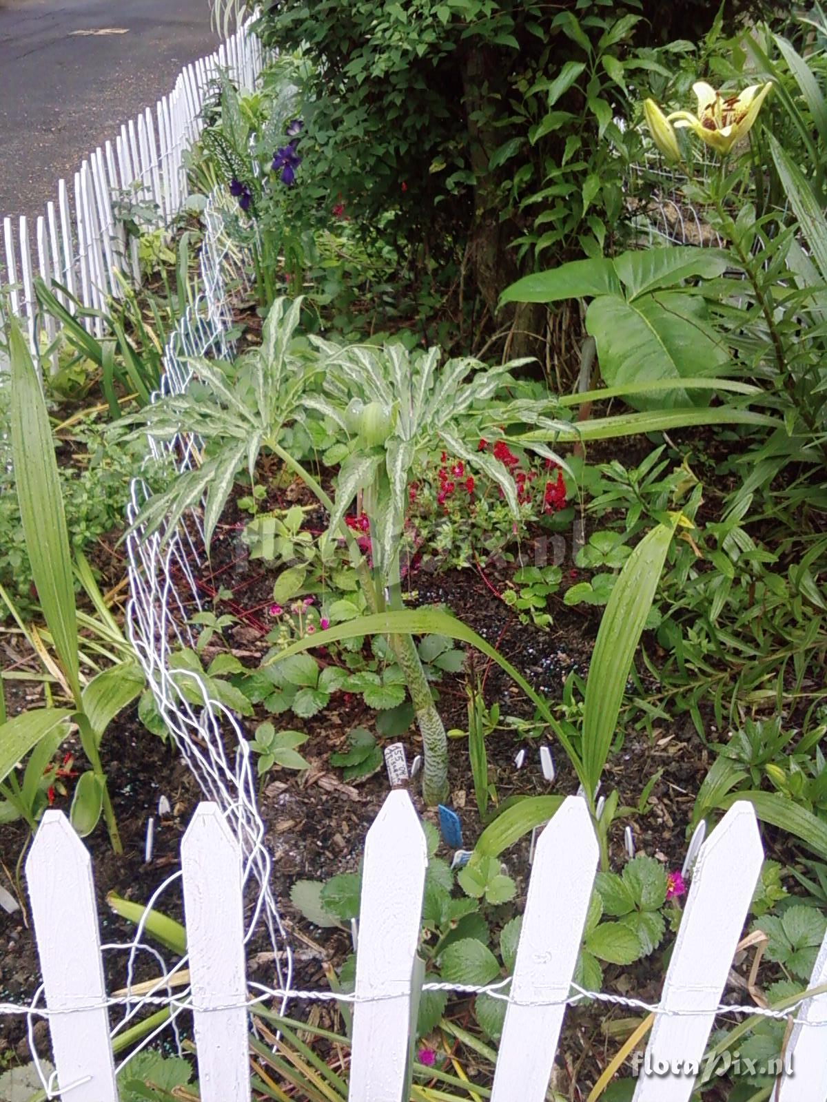 Arisaema Kaichen A-55 closeup