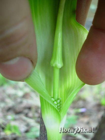 Arisaema quinatum