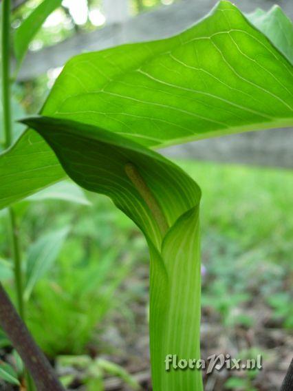 Arisaema quinatum