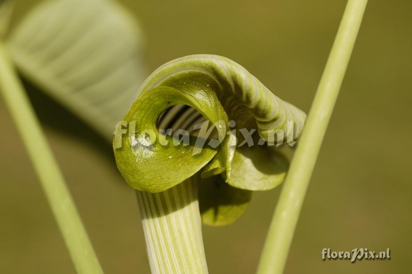 Arisaema ringens