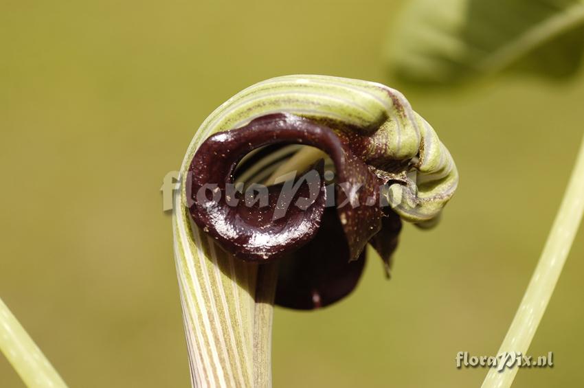 Arisaema ringens