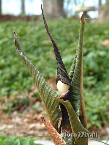 Arisaema sikokianum