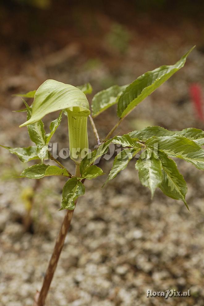 Arisaema serratum