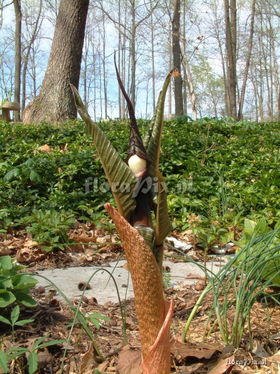 Arisaema sikokianum