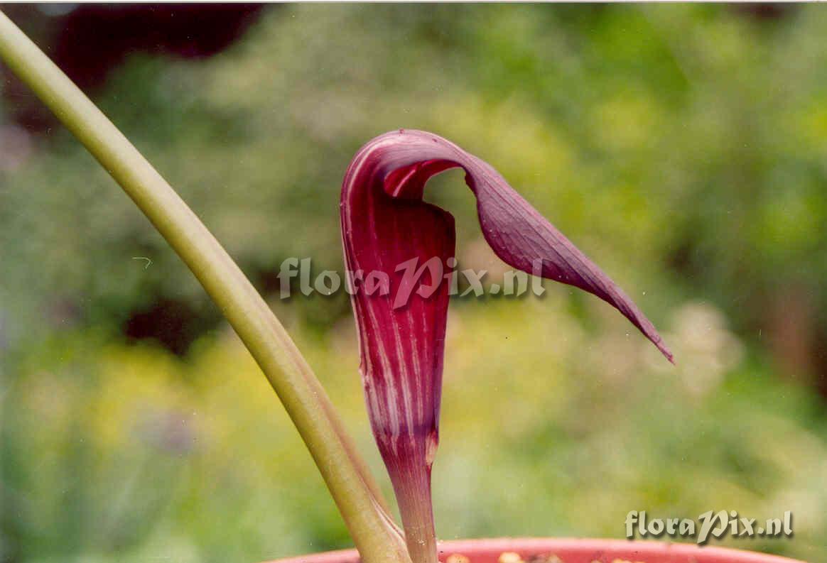 Arisaema sazensoo