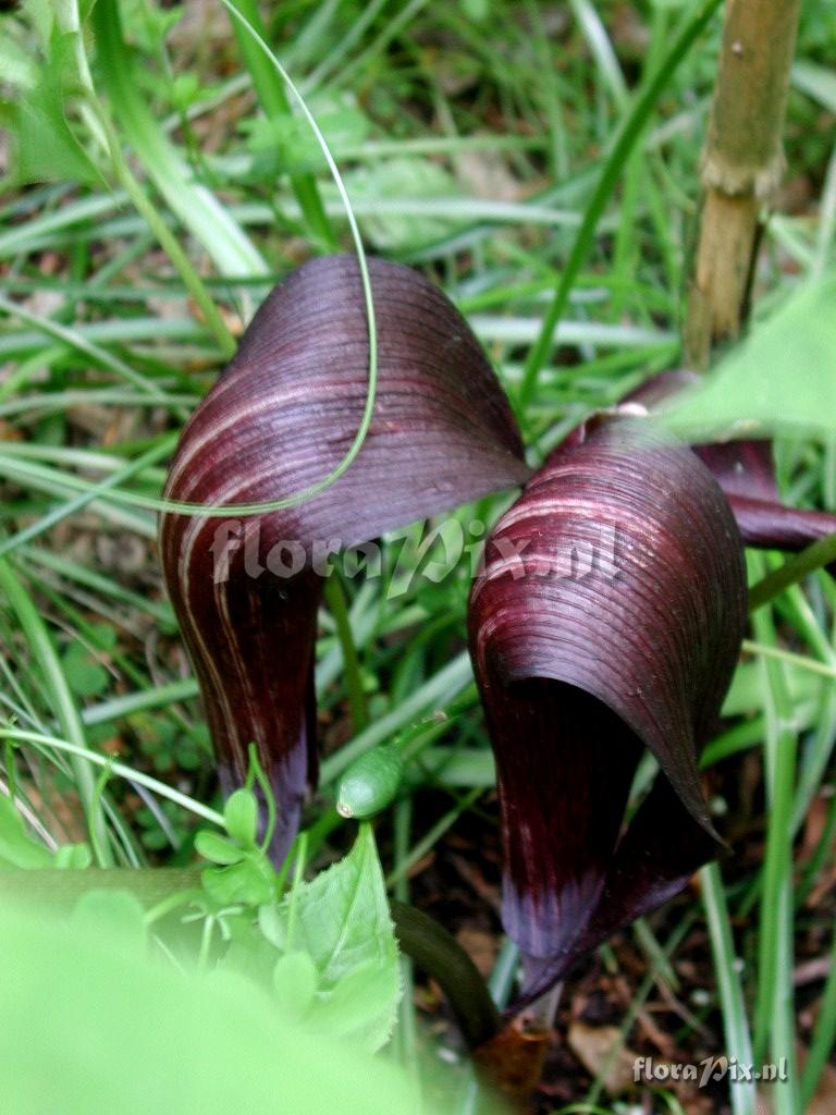 Arisaema sazensoo