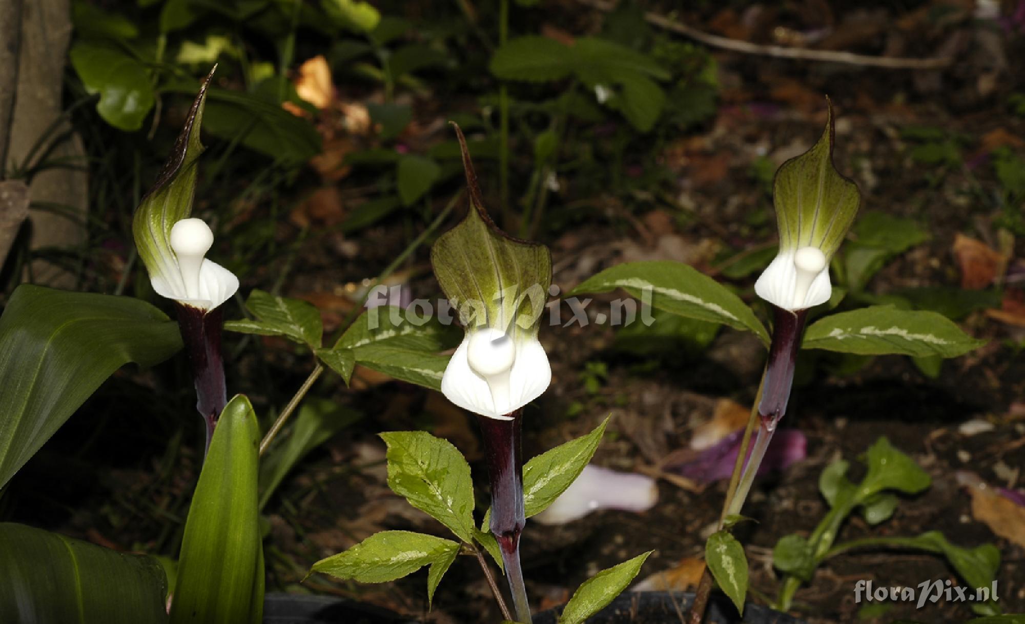 Arisaema Sikokianum