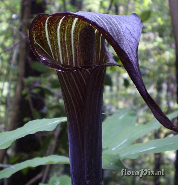 Arisaema serratum