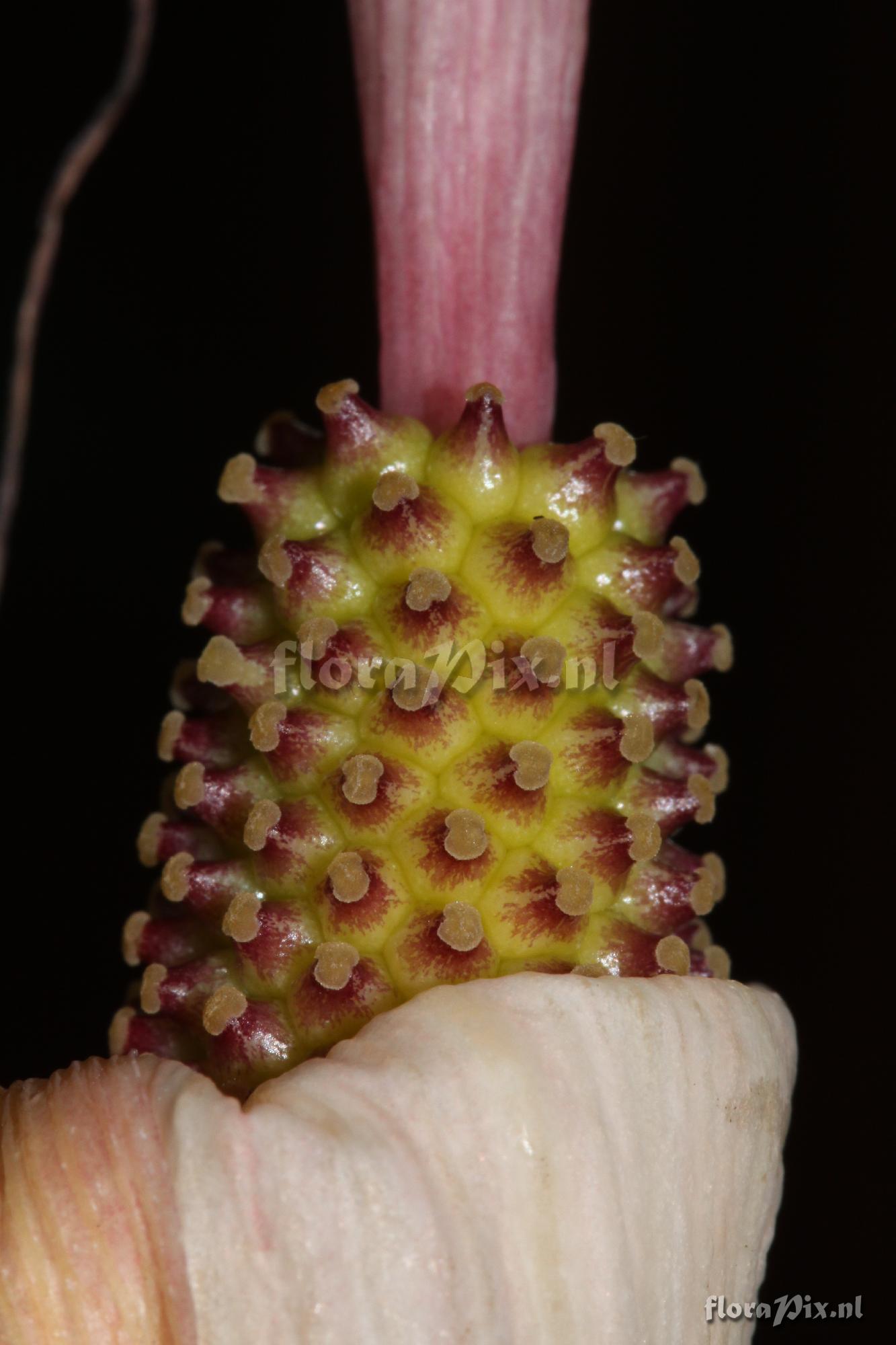 Arisaema speciosum