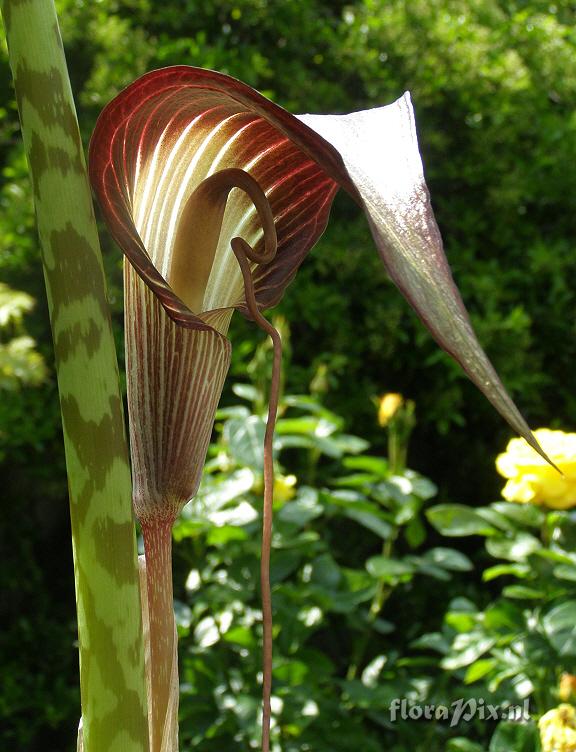 Arisaema speciosum