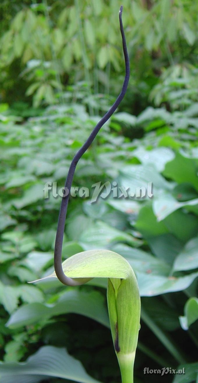 Arisaema tortuosum (Dark spadix)