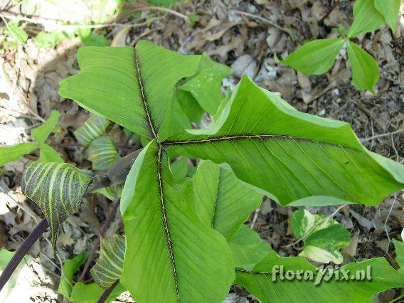 Arisaema triphyllum (purple veins)