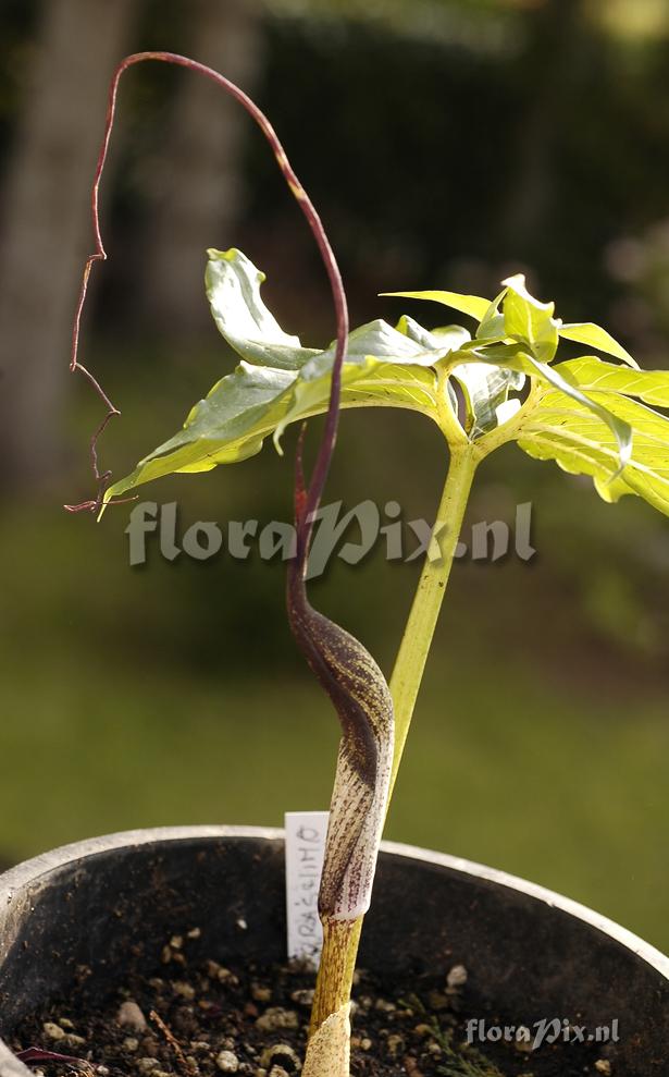 Arisaema thunbergii ssp. urashima