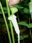 Arisaema triphyllum ssp. pusillum green form