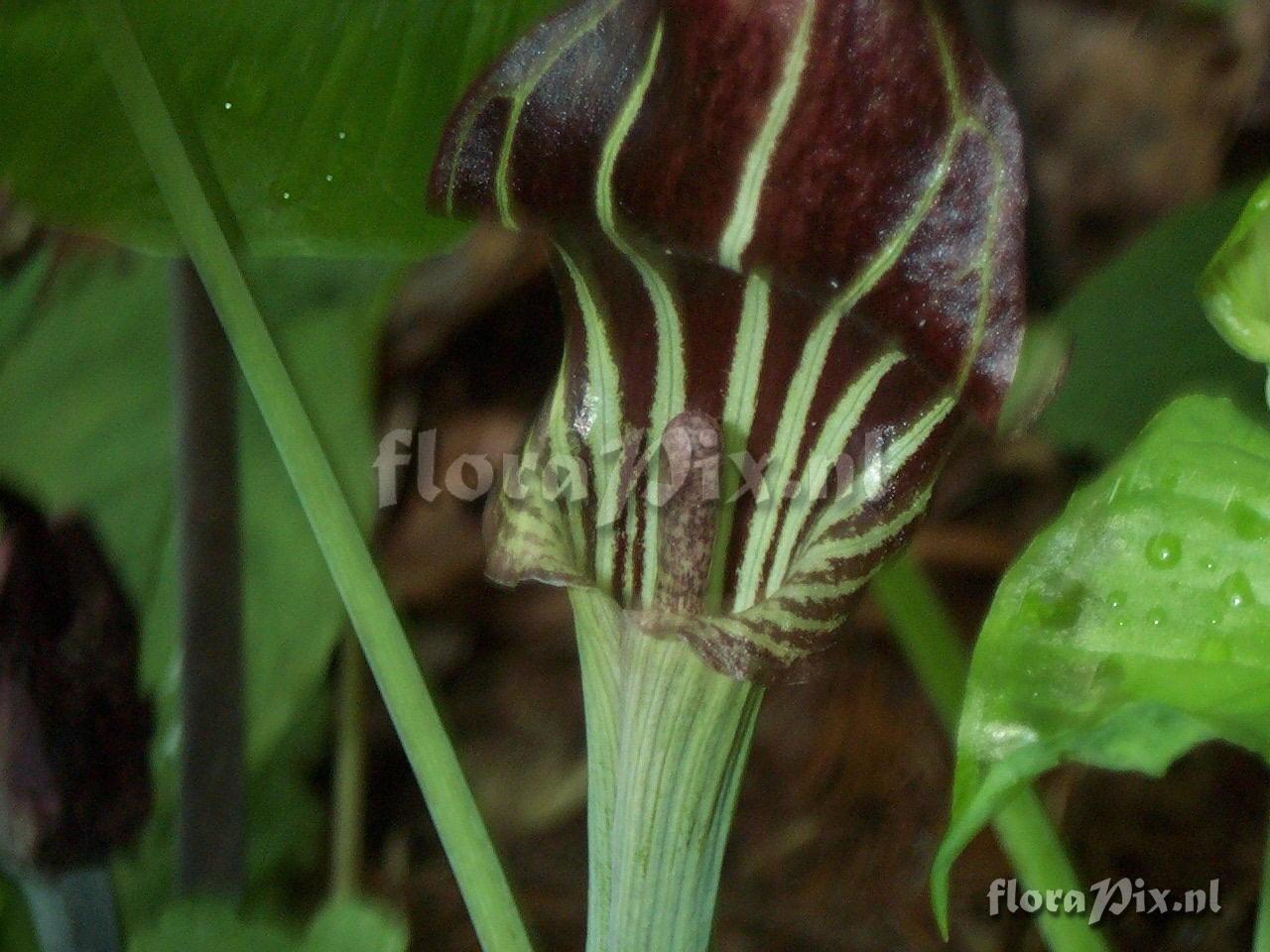 Arisaema triphyllum ssp. triphyllum