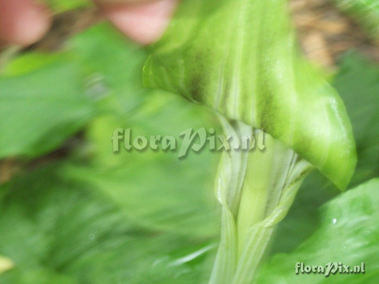 Arisaema triphyllum ssp. stewardsonii