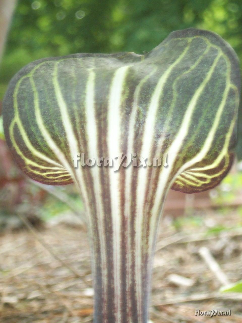 Arisaema triphyllum ssp. triphyllum, forma Zebrinus