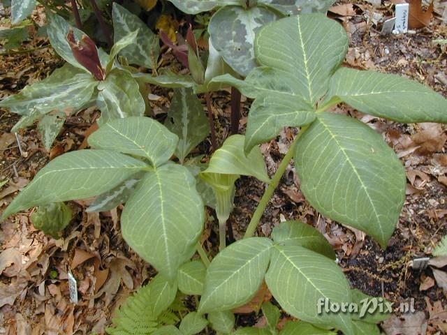 Arisaema triphyllum