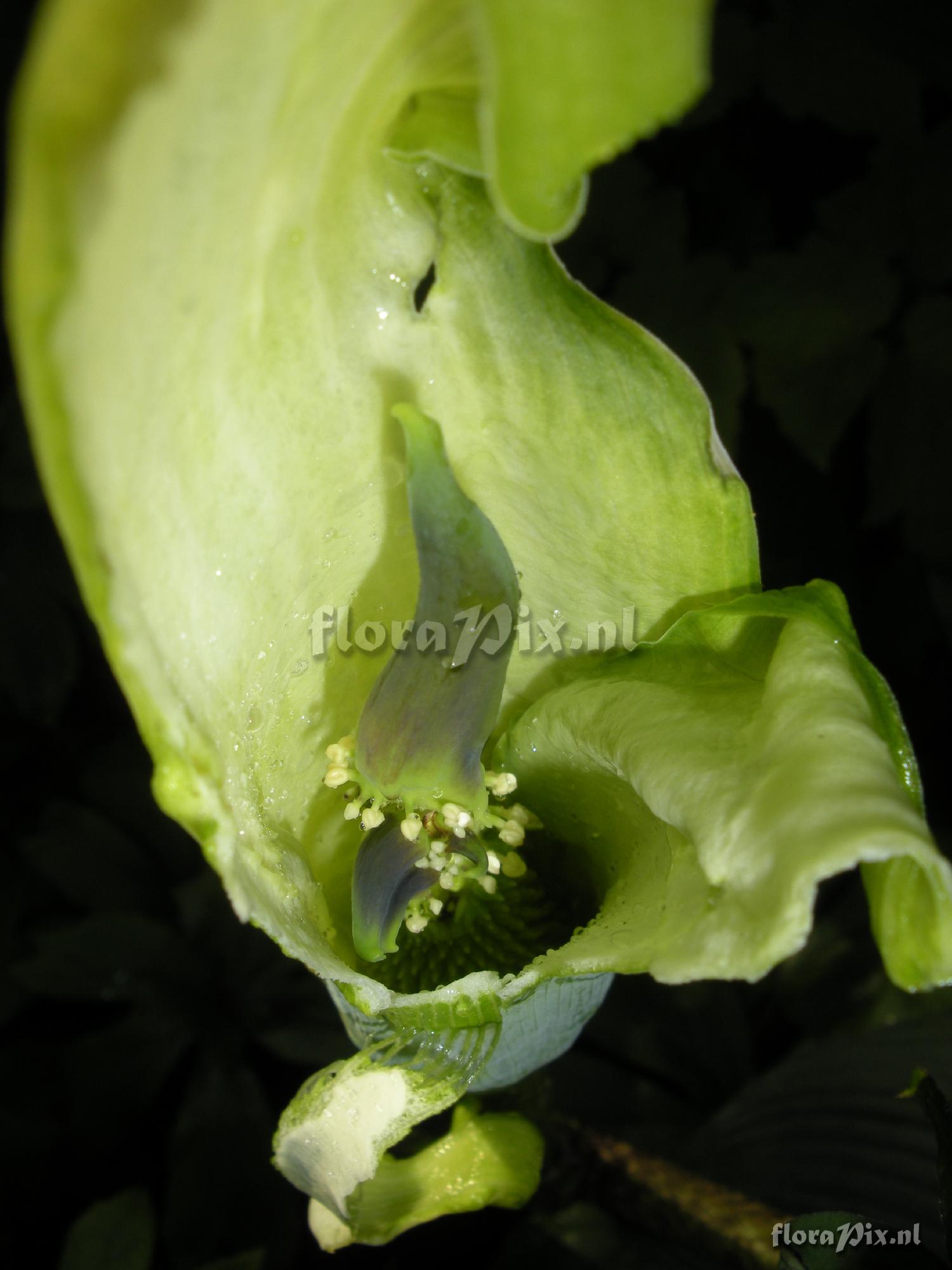 Arisaema tortuosum (developmental issues)