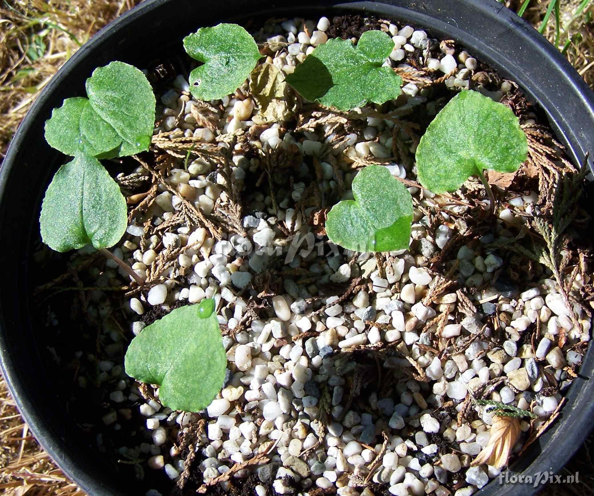 Arisaema ternatipartitum