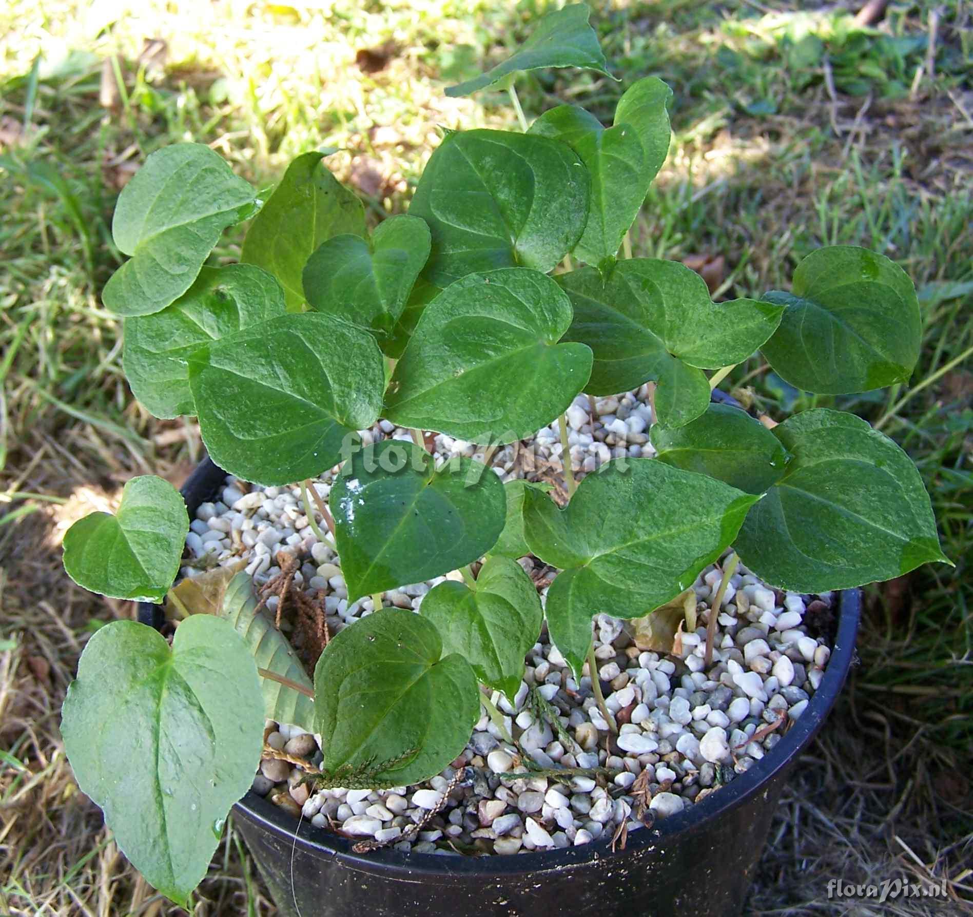 Arisaema taiwanense