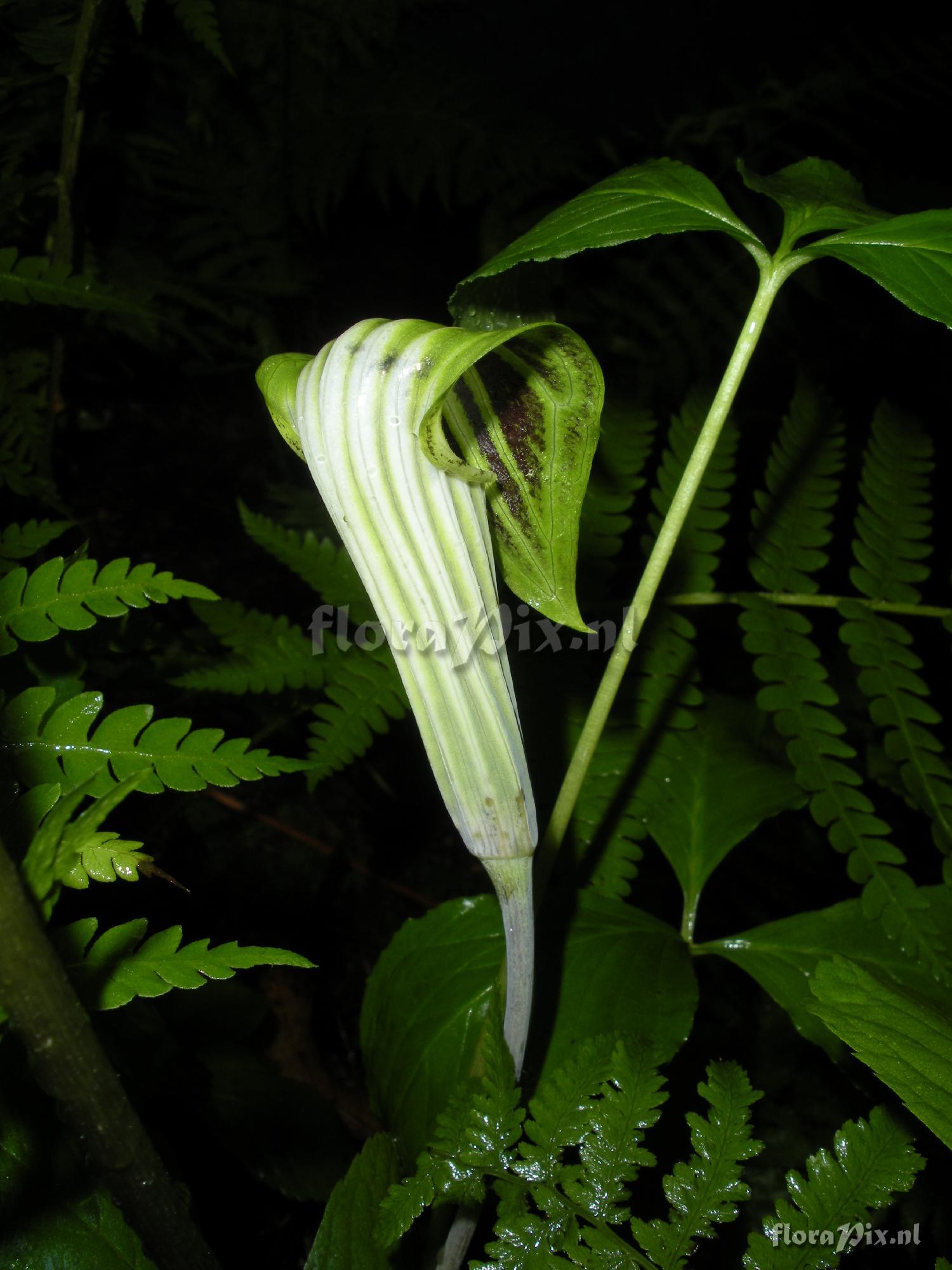 Arisaema triphyllum var. stewardsonii