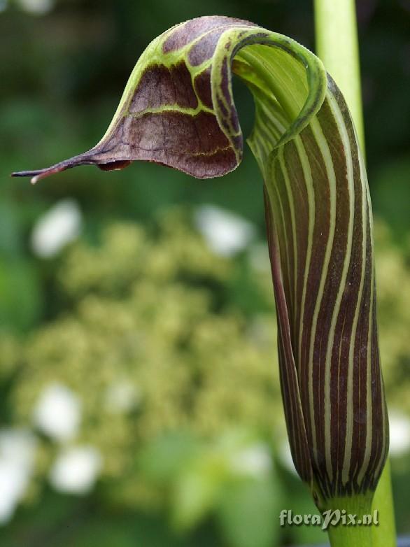 Arisaema vexillatum