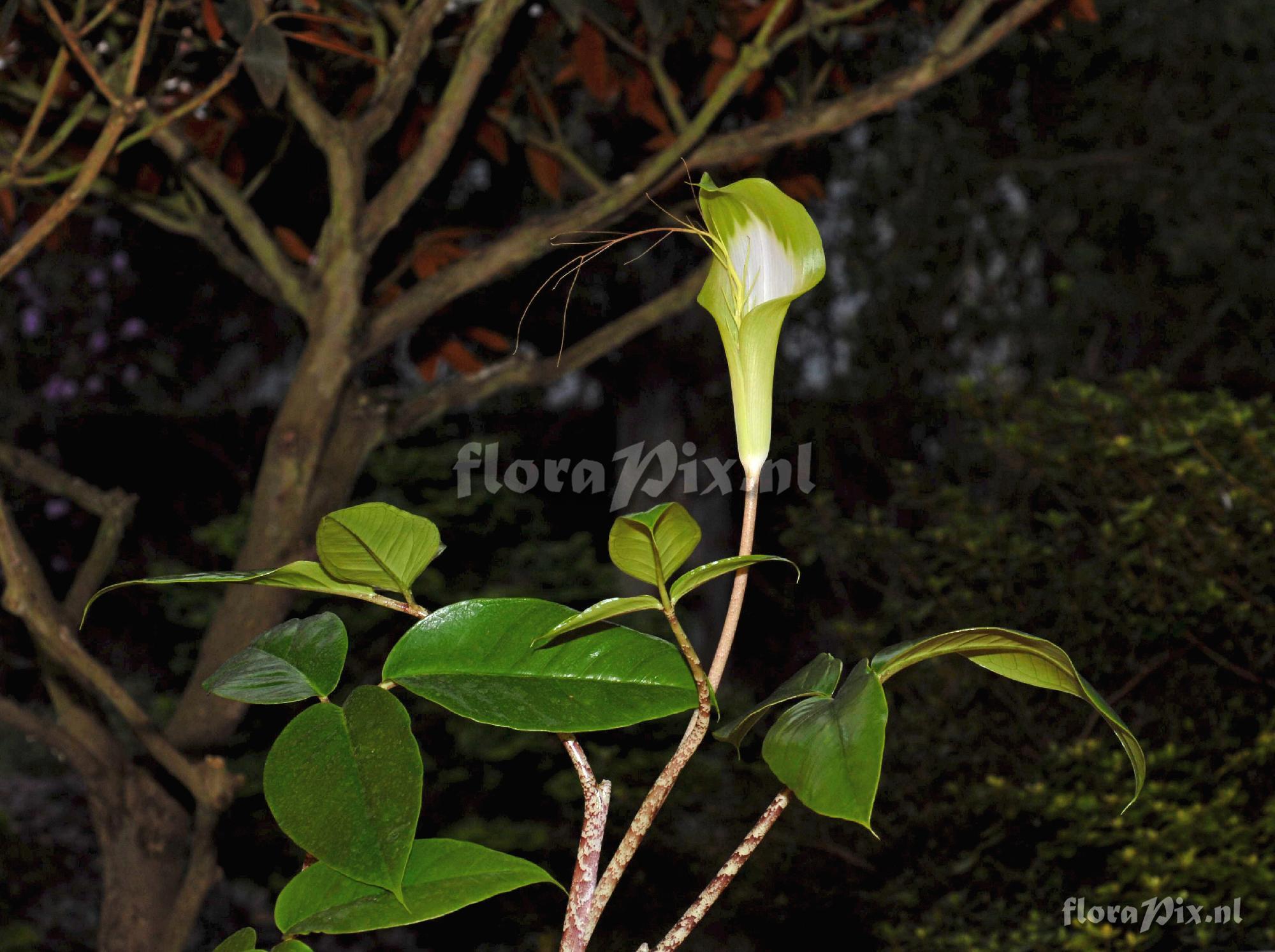 Arisaema victoriae