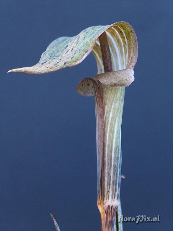 Arisaema wattii