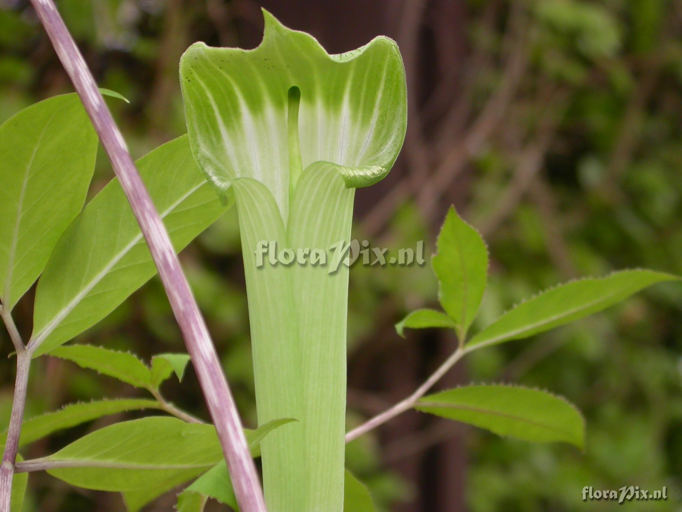 Arisaema yamatense